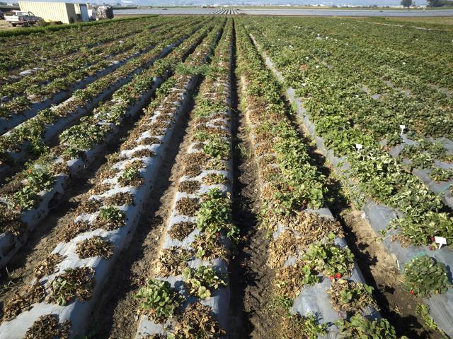 field of ucd salinas disease