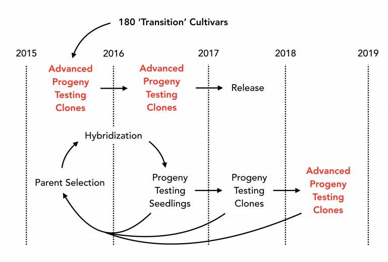 strawberry transition cultivars