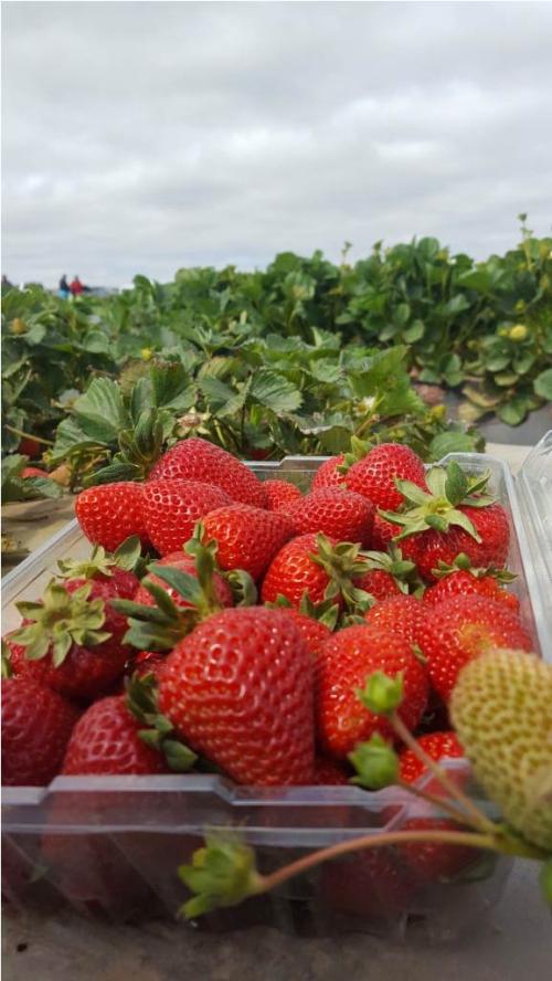 strawberry transition cultivars